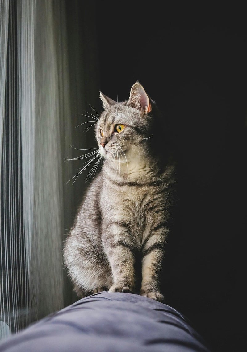 Curiosity
